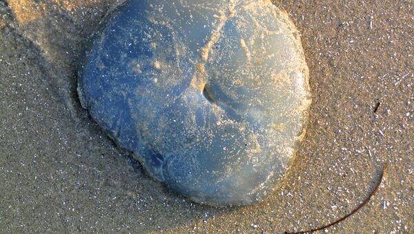 Una medusa azul en la arena (archivo) - Sputnik Mundo