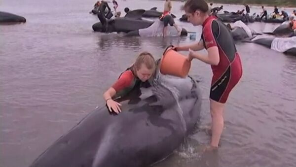 Los voluntarios vierten agua sobre las ballenas varadas en Nueva Zelanda - Sputnik Mundo