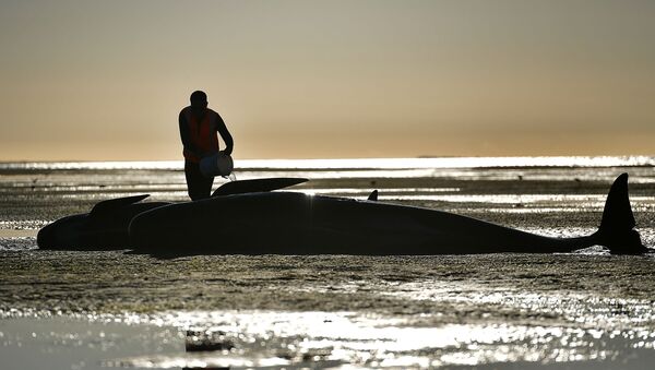 Un voluntario asistiendo a una ballena varada en la Bahía de Oro - Sputnik Mundo