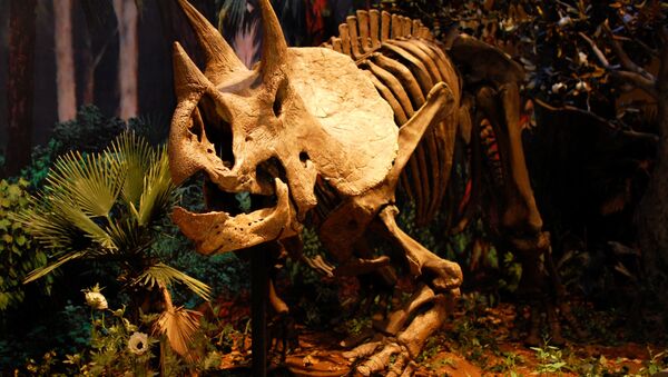 El esqueleto de un dinosaurio (Archivo) - Sputnik Mundo