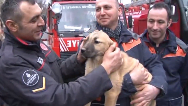 Bomberos turcos rescatan a un perro de un pozo de 70 metros (vídeo) - Sputnik Mundo
