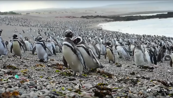 Espectacular: más de un millón de pingüinos ocupan las playas argentinas - Sputnik Mundo