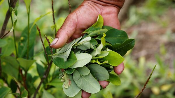 Cultivos de coca en Colombia - Sputnik Mundo