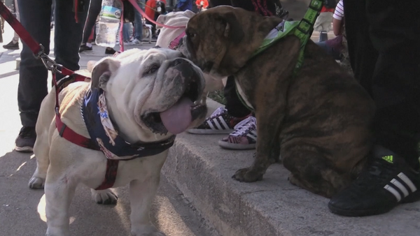 Más de 950 bulldogs invaden las calles de Ciudad de México - Sputnik Mundo