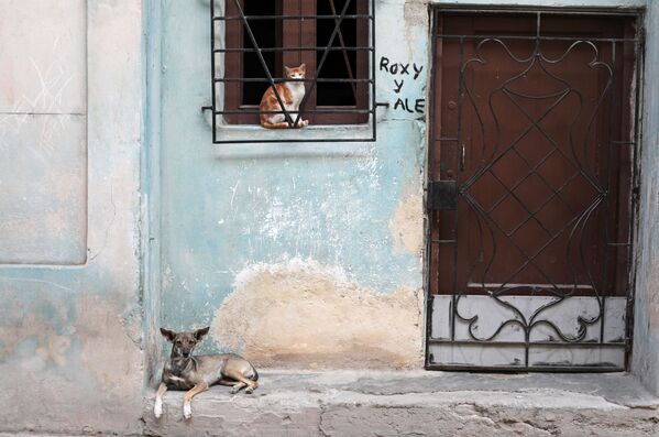 Кошка в окне и собака в районе Старая Гавана - Sputnik Mundo