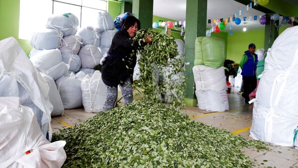 an spreads coca leaves at the ADEPCOCA (Coca Growers Association) market in La Paz - Sputnik Mundo
