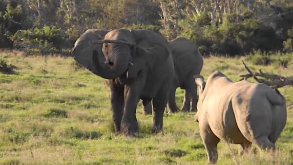 Un elefante y un rinoceronte blanco se miden en Sudáfrica - Sputnik Mundo