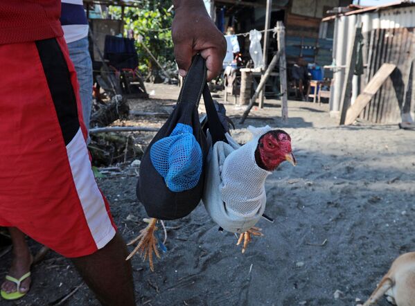 Las peleas de gallos en Cuba - Sputnik Mundo