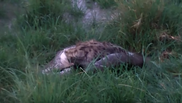 Una serpiente pitón se tragó a una presa poco habitual: una gran hiena de 68 kilos. - Sputnik Mundo