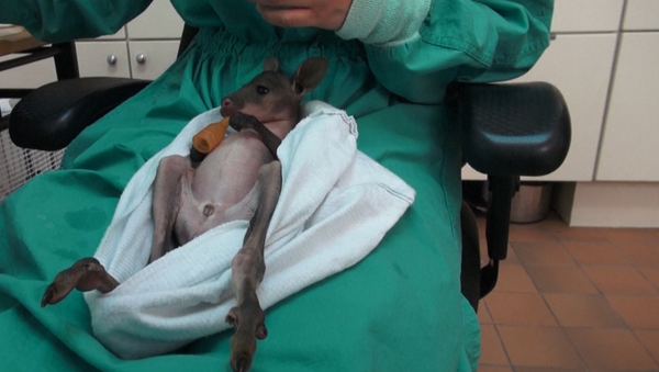 El lindo bebé marsupial que conquistará tu corazón - Sputnik Mundo