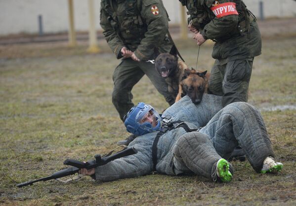 El exigente entrenamiento de los perros policía de la Guardia Nacional rusa - Sputnik Mundo