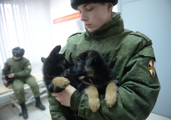 El exigente entrenamiento de los perros policía de la Guardia Nacional rusa - Sputnik Mundo
