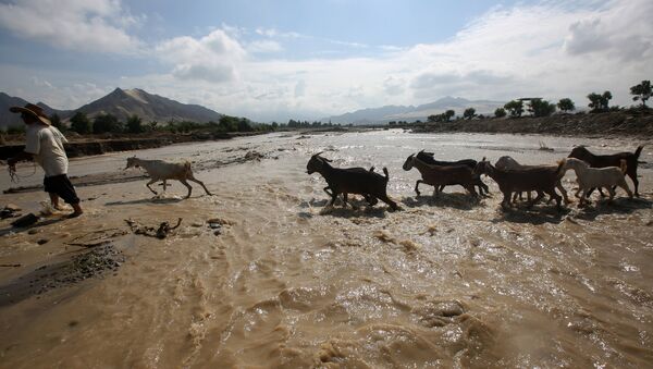 Goats cross the Viru river after a massive landslide and flood in Trujillo, northern Peru, March 22, 2017 - Sputnik Mundo