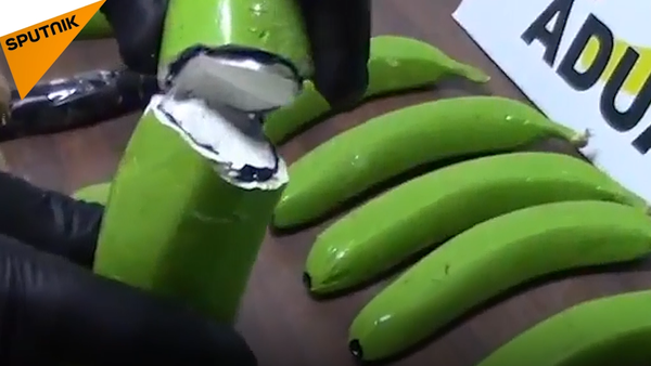 La Guardia Civil de España ha encontrado 17 kilogramos de cocaína en un cargamento de plátanos procedente de Suramérica - Sputnik Mundo