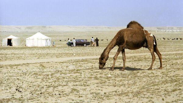 Un camello en Kuwait - Sputnik Mundo