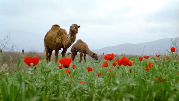 Camellos en Turkmenistán - Sputnik Mundo