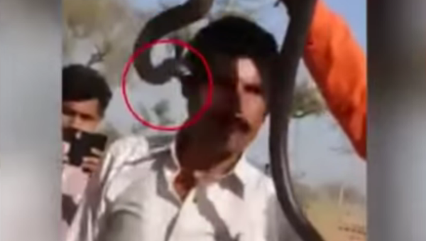 Beso mortal: víbora muerde a un turista durante un espectáculo en la India - Sputnik Mundo