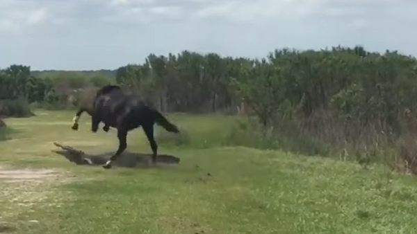 Un caballo ataca a un aligátor en Florida - Sputnik Mundo