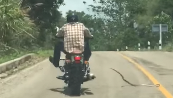 Serpiente 'suicida' ataca a un motociclista en Tailandia - Sputnik Mundo