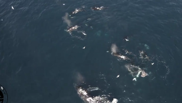 Orcas acuden a un banquete sangriento en la bahía de Monterrey - Sputnik Mundo