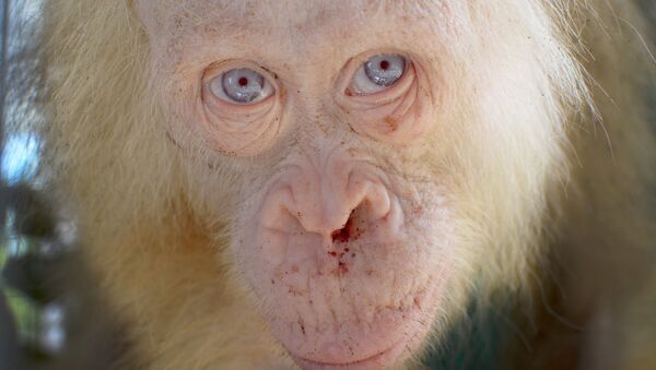 Orangután albino - Sputnik Mundo