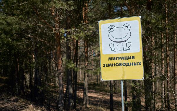 Una acción para salvar a sapos al norte de la ciudad rusa de San Petersburgo - Sputnik Mundo