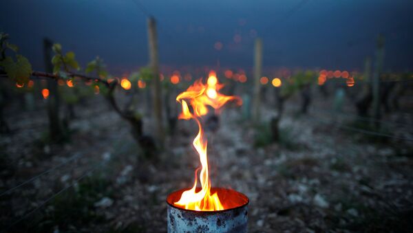 El fuego protege los viñedos del frío, Chablis, Francia - Sputnik Mundo