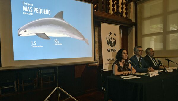 WWF presenta el informe sobre vaquita marina - Sputnik Mundo