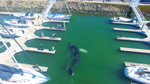 Una ballena monstruosa asusta a los residentes de California - Sputnik Mundo