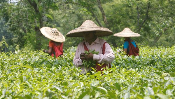 Trabajadores del jardín de té en la India (archivo) - Sputnik Mundo