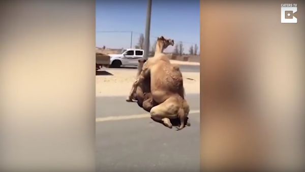 La actividad sexual de dos camellos dificulta el tráfico en una carretera de Dubái - Sputnik Mundo