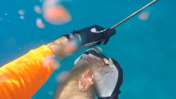 Tiburón asalta a un pescador - Sputnik Mundo