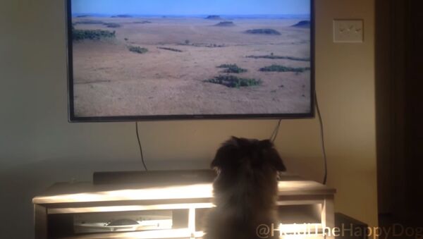 A Heidi, una perra de la raza pastor australiano, le encanta ver televisión. - Sputnik Mundo