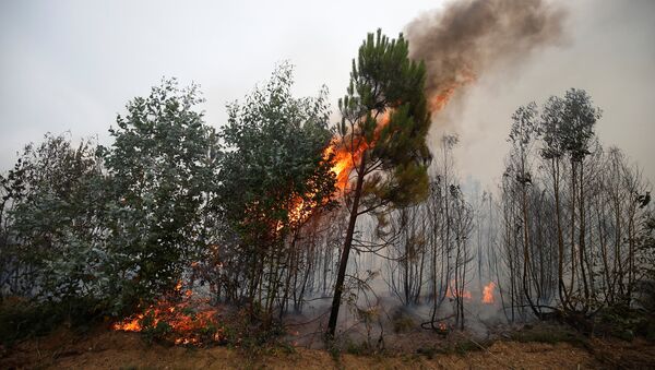 Incendio forestal en Portugal - Sputnik Mundo