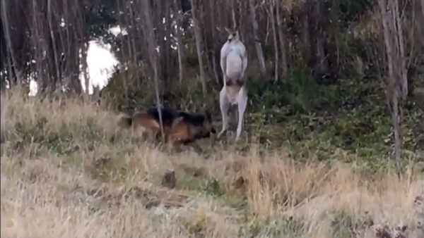 ¡Tranquilos! Un policía separa a un canguro y un perro que 'llegaron a las manos' - Sputnik Mundo