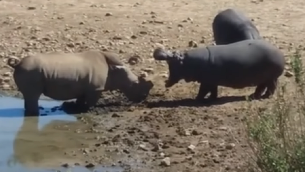 No es lo que parece: un hipopótamo mata a un rinoceronte por beber en su charca - Sputnik Mundo