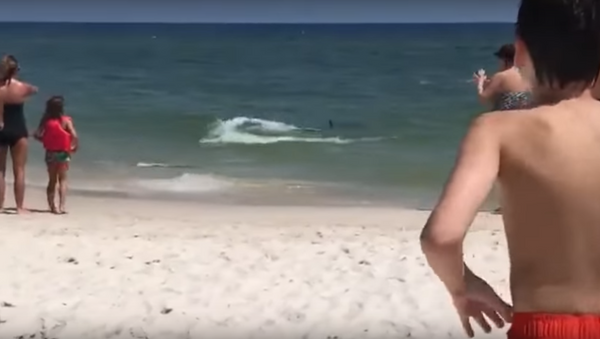 Tiburones expulsan a los nadadores de una playa en EEUU - Sputnik Mundo