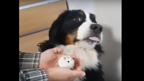 Un pequeño hámster asusta a un perro grande - Sputnik Mundo