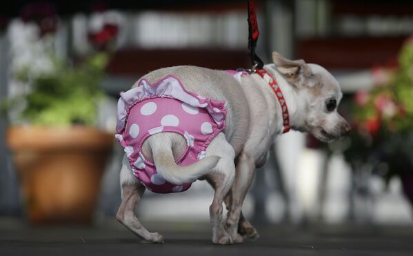Coronan en EEUU al perro más feo del mundo - Sputnik Mundo