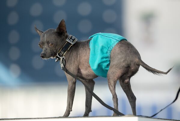 Coronan en EEUU al perro más feo del mundo - Sputnik Mundo