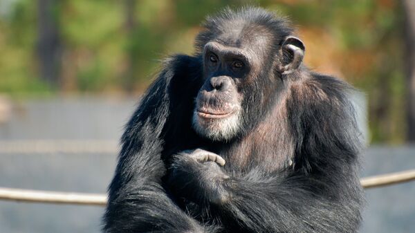 Un chimpancé - Sputnik Mundo