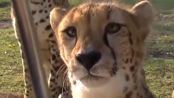 Un guepardo que maúlla le 'cambia la vida' a los internautas - Sputnik Mundo