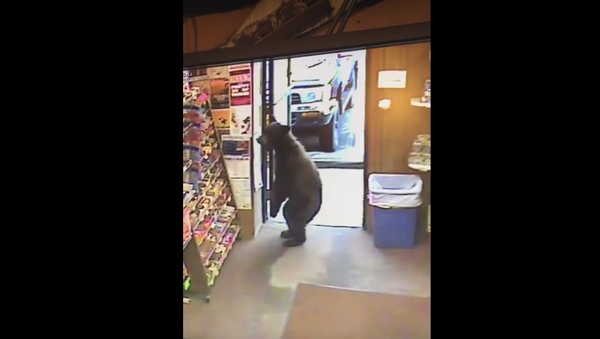 Un oso entra en una tienda de licores en Alaska - Sputnik Mundo