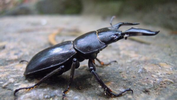 Un escarabajo ciervo - Sputnik Mundo