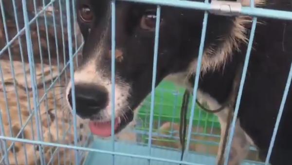 Activistas rusos salvan a 1.300 perros de una muerte segura - Sputnik Mundo
