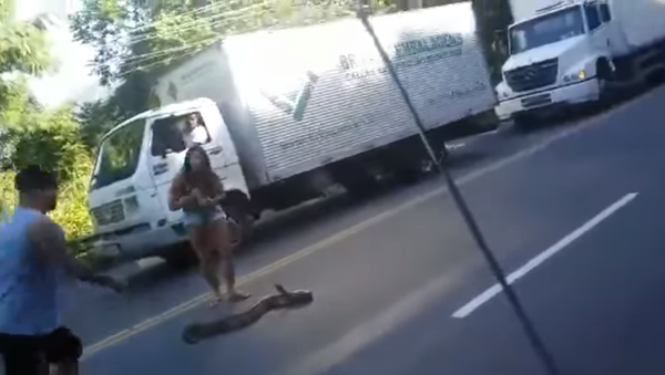 Mujer de armas tomar: una brasileña atrapa a una anaconda en una carretera de Brasil - Sputnik Mundo