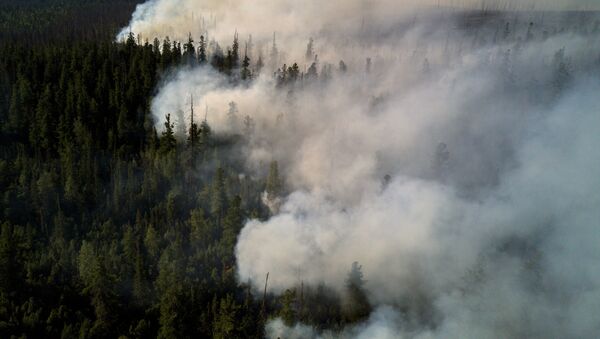 Incendios forestales en el Lejano Oriente ruso - Sputnik Mundo
