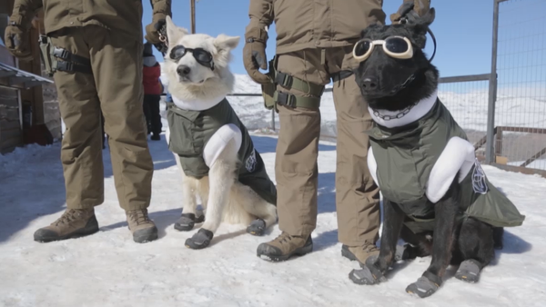 Perros-policías en Chile - Sputnik Mundo