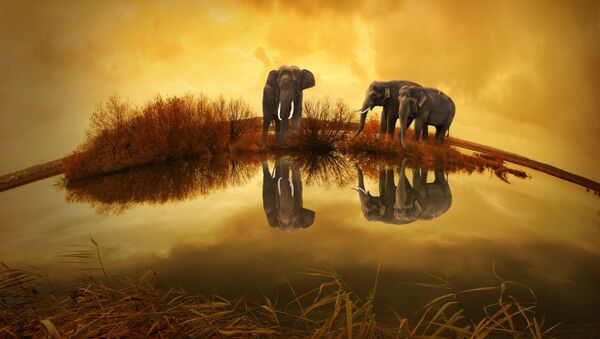 Elefantes (imagen referencial) - Sputnik Mundo