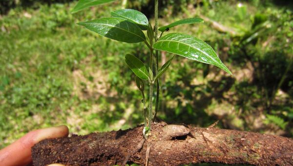 'Banisteriopsis caapi', una de las plantas de las que se obtiene la ayahuasca - Sputnik Mundo